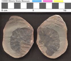 Small image of specimen