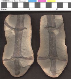 Small image of specimen