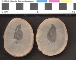 Small image of specimen