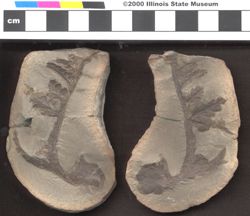 Small image of specimen