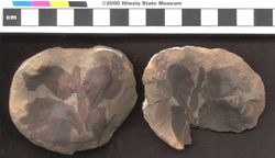 Small image of specimen