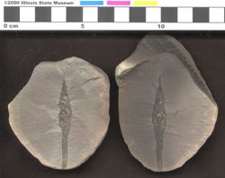 Small image of specimen