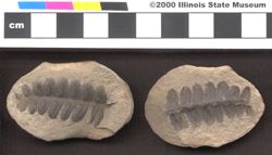 Small image of specimen