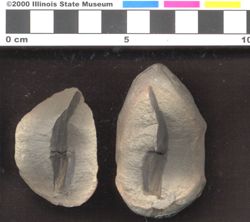 Small image of specimen