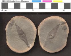 Small image of specimen