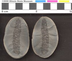 Small image of specimen