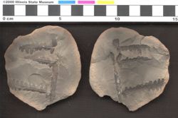 Small image of specimen