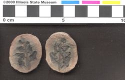 Small image of specimen