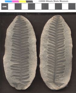 Small image of specimen