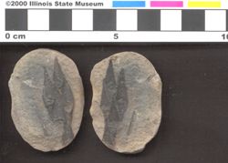 Small image of specimen