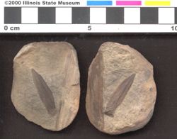 Small image of specimen