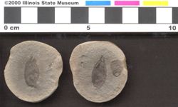 Small image of specimen