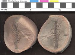 Small image of specimen