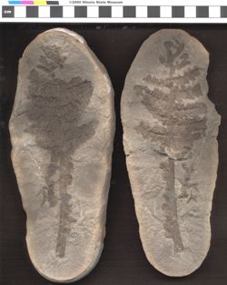Small image of specimen