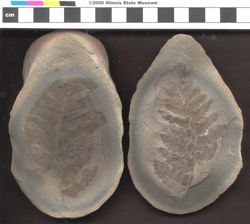Small image of specimen