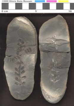 Small image of specimen