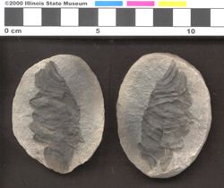 Small image of specimen