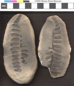 Small image of specimen