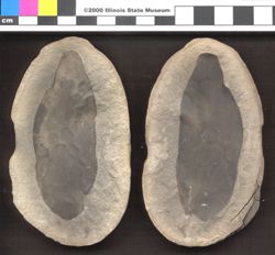 Small image of specimen