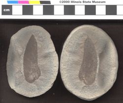 Small image of specimen