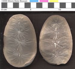Small image of specimen