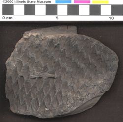 Small image of specimen