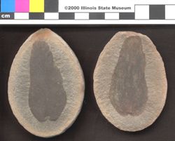 Small image of specimen