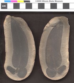 Small image of specimen