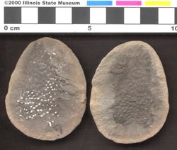 Small image of specimen