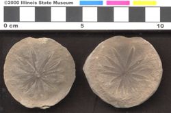 Small image of specimen