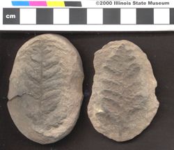 Small image of specimen