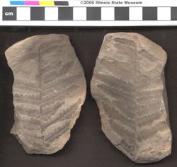Small image of specimen