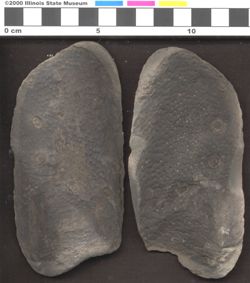 Small image of specimen