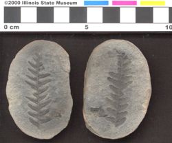 Small image of specimen