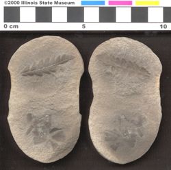 Small image of specimen