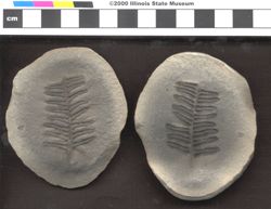 Small image of specimen
