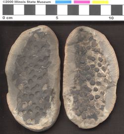Small image of specimen