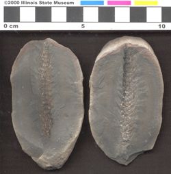 Small image of specimen