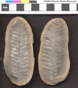 Small image of specimen