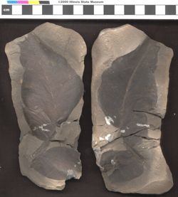 Small image of specimen