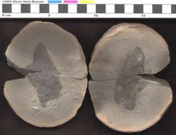 Small image of specimen