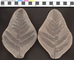 Small image of specimen