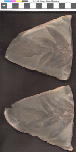 Small image of specimen