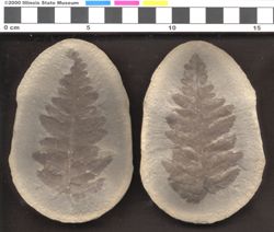 Small image of specimen