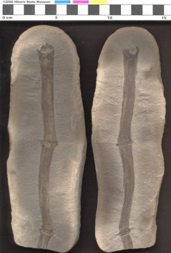 Small image of specimen