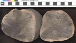 Small image of specimen