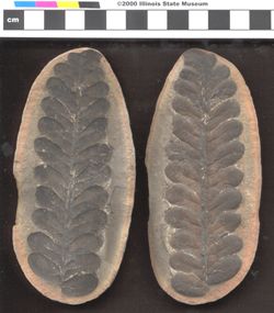 Small image of specimen