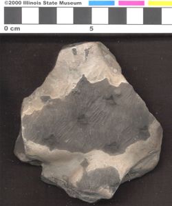 Small image of specimen