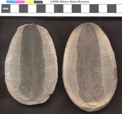 Small image of specimen