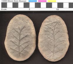 Small image of specimen